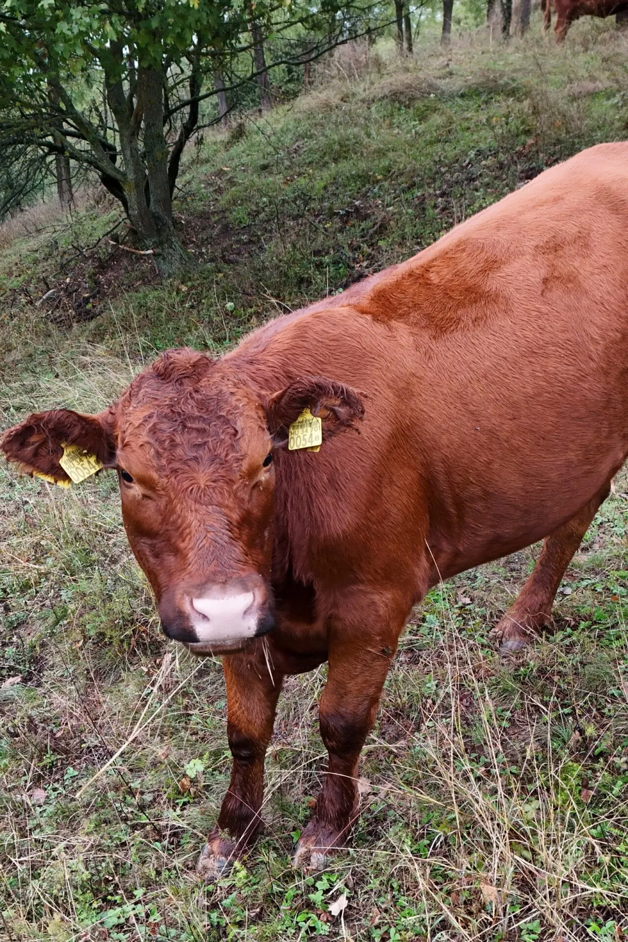 Állataink a legelőn nőnek fel